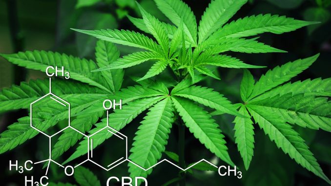 CBD Erfahrungen