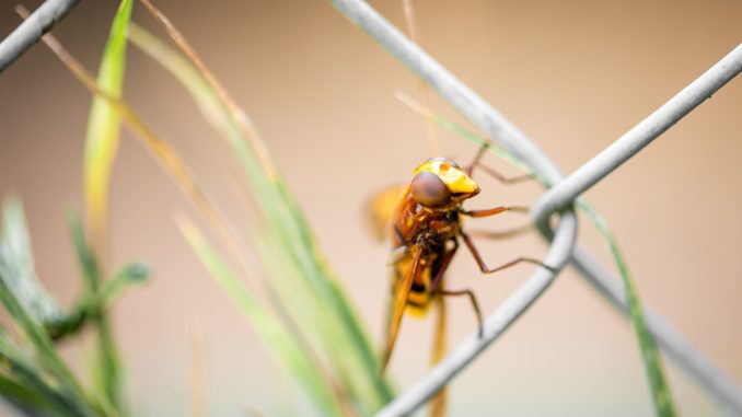 Insekten Abwehr