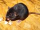 Ratten verjagen